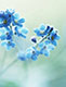 eCard - Blue Flowers